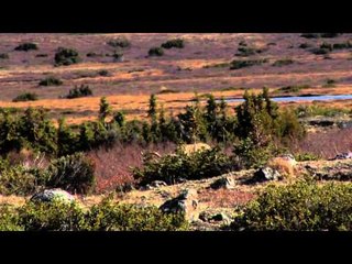 The Zone - Milk River Deer/ Tundra Caribou