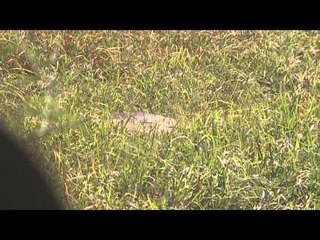 Hornady's Dark and Dangerous - Wounded Leopard and Namibia Hippo