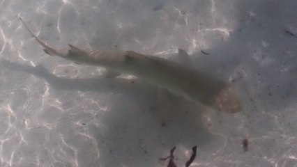 bébés requins