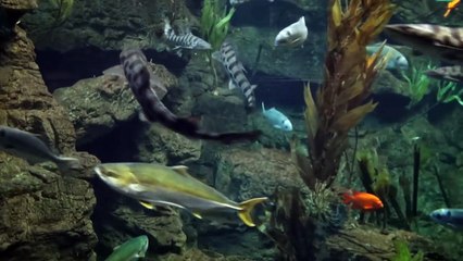 [Meditative Ambient] Earthy Moustache