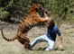 Thế giới động vật ♦ Loài Hổ   Amur Tiger ♦  Động vật hoang dã