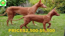 World Top 10 Most Expensive Dog Breeds