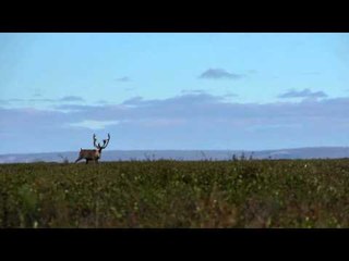 Dead Down Wind's Live the Wild Life - Alaska Part 2