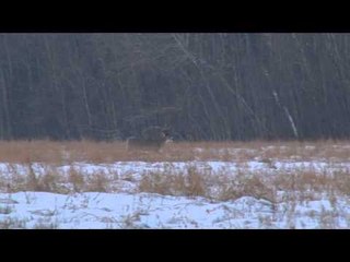 Feel the Rush TV - Saskatchewan Whitetails