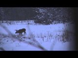 The Real Canadian Joes - November Whitetails