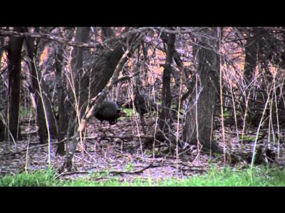 Trigger Effect - Manitoba Merriams