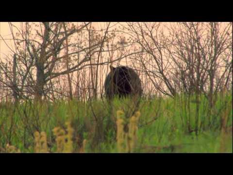 Canada in the Rough - Stalking Big Bears