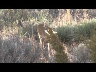 Major League Bowhunter - The New Buck
