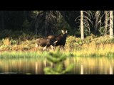 Quebec Outfitter's Camp - Lac Cypres Outfitters