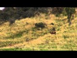 Jason Peterson's Into the Wild - New Zealand Red Stag