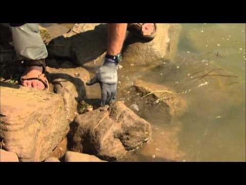 Canadian Sportfishing - Mixed Fish from Orissa, India