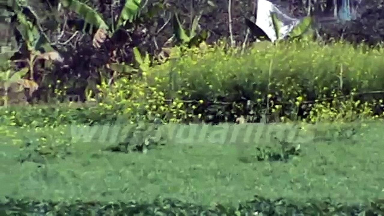 Blooming mustard flowers and potato trees in a field in west bengal