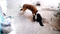 Une chatte présente ses petits à un chien... c'est mignons