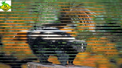 Top 5 Most Disgusting Animal Defenses