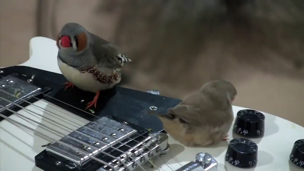 Instalasi Seni yang Memadukan Gitar dan Burung
