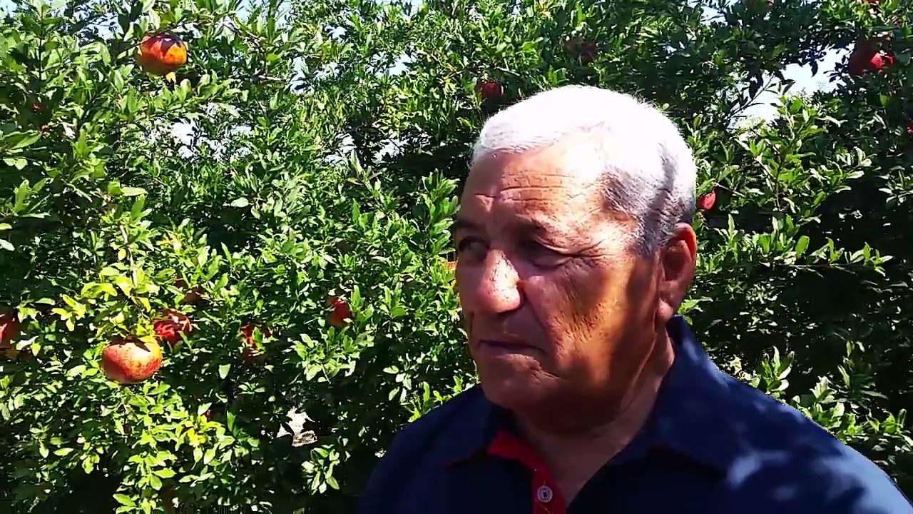 Nar Ağacı Bakımı Nasıl Yapılır, Nar Nasıl Yetiştirilir, Nar Ağacı budaması, Nar Ağacı Gübr