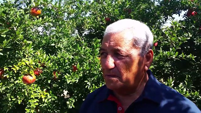 Nar Ağacı Bakımı Nasıl Yapılır, Nar Nasıl Yetiştirilir, Nar Ağacı budaması, Nar Ağacı Gübr