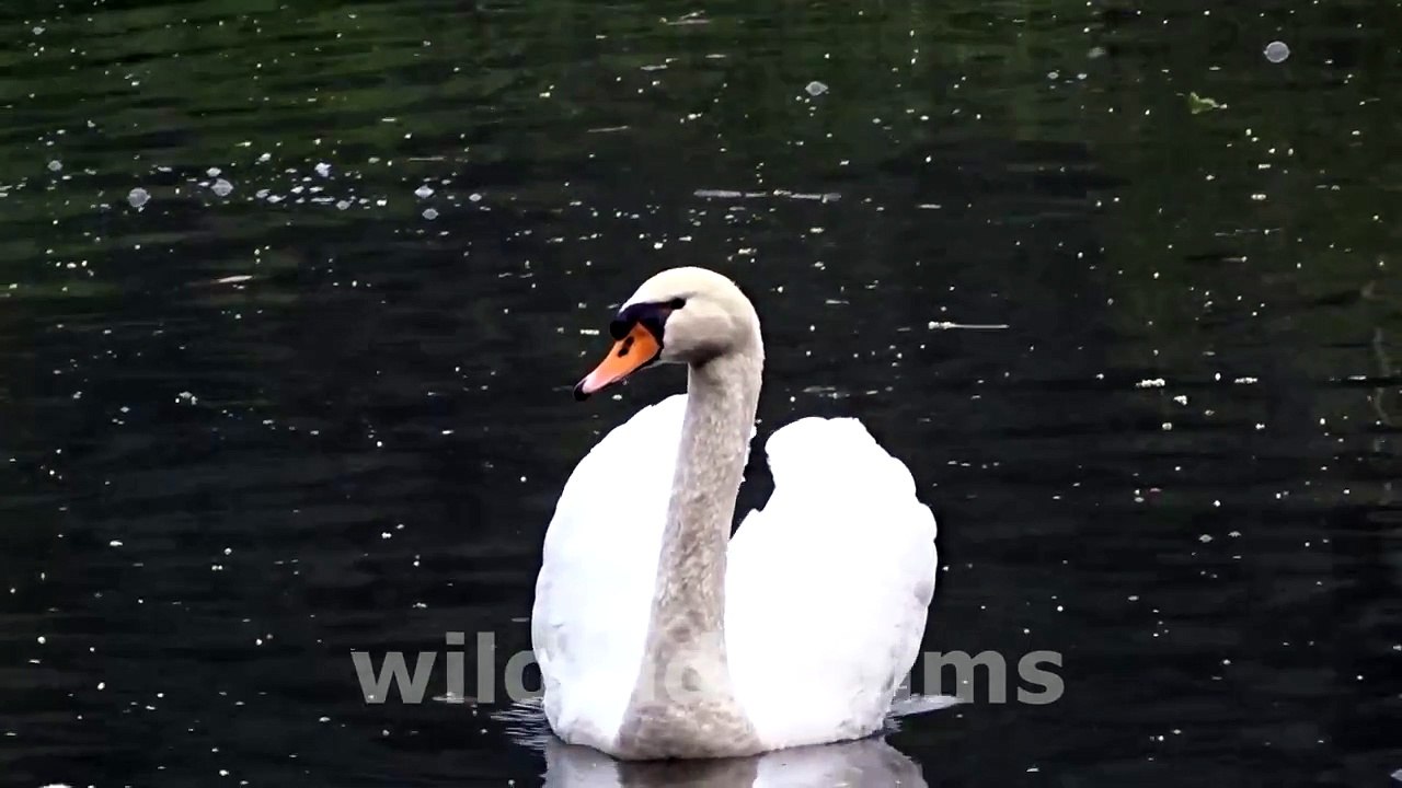 Beautiful white swans (Raj-Hash) Swimming in the lake.