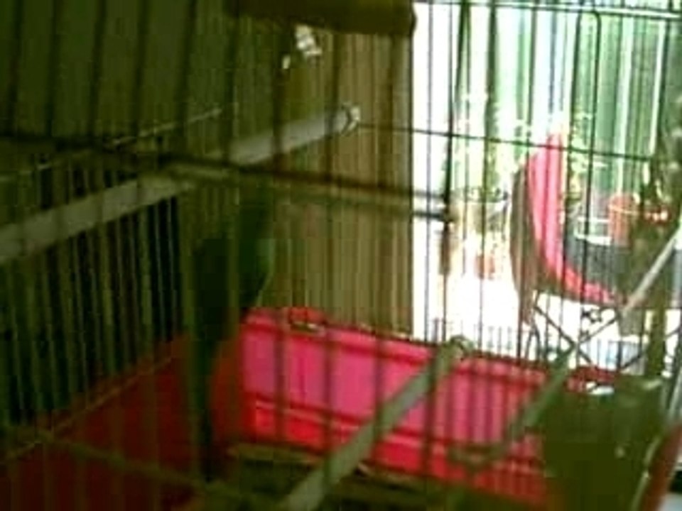 tweety the third