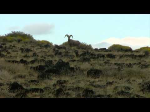 Nosler's Magnum TV - California Bighorns
