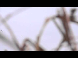 The Fowl Life: Only in America