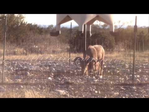 Relentless Pursuit - The Feaver