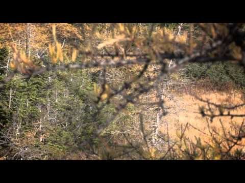 The Choice - Moose Mania Island Style, Newfoundland