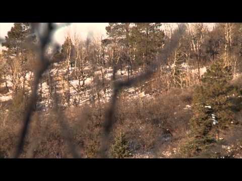 Steve's Outdoor Adventures - Chama Elk Hunt Part Two