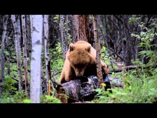 Where in the World is Colorado Buck?  - Alaska Newsom Family Bear Camp