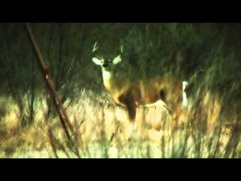 Where in the World is Colorado Buck? - Texas Whitetails with Colorado Buck?