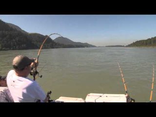 No Limits TV - BC Sturgeon Fishing