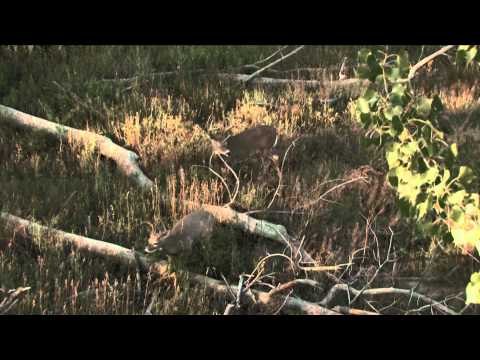 Headhunter's TV - Headhunting Montana Part 2