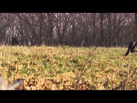 SportingDog Adventures - The Whitetail Challenge
