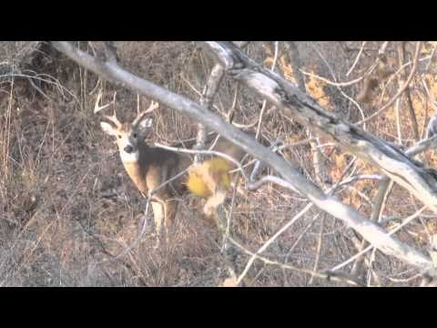 Buck Ventures Outdoors - Borderliners