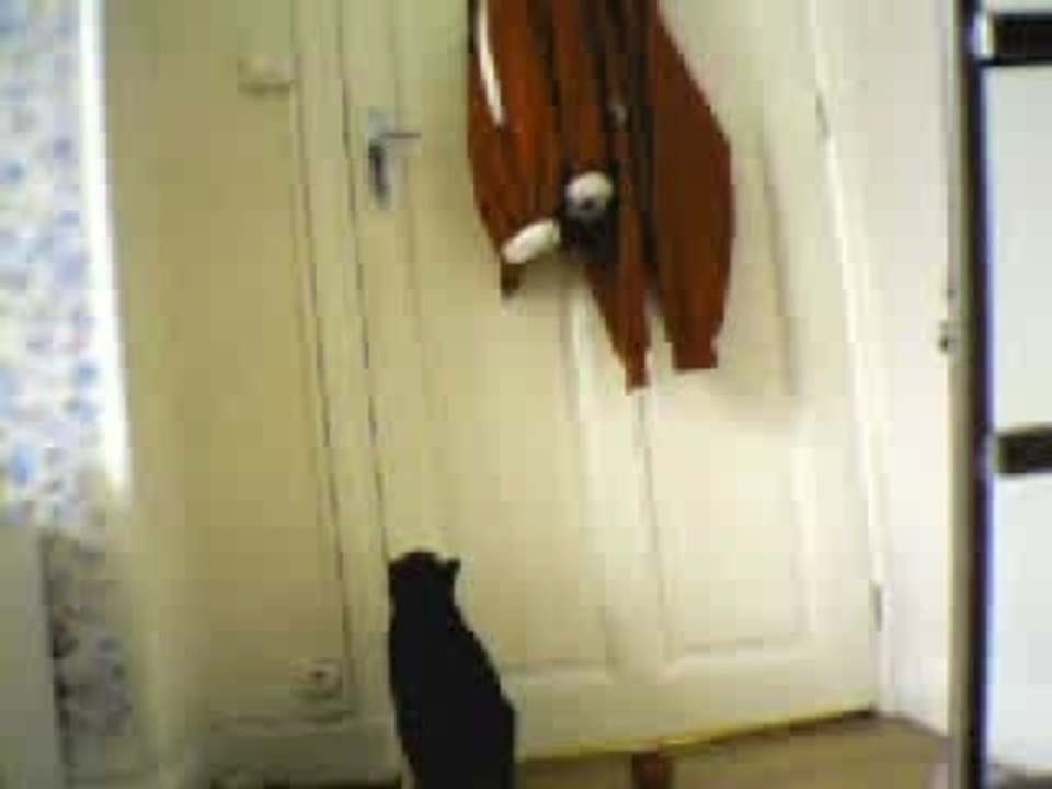 Le 1er chat sachant ouvrir une porte!!!