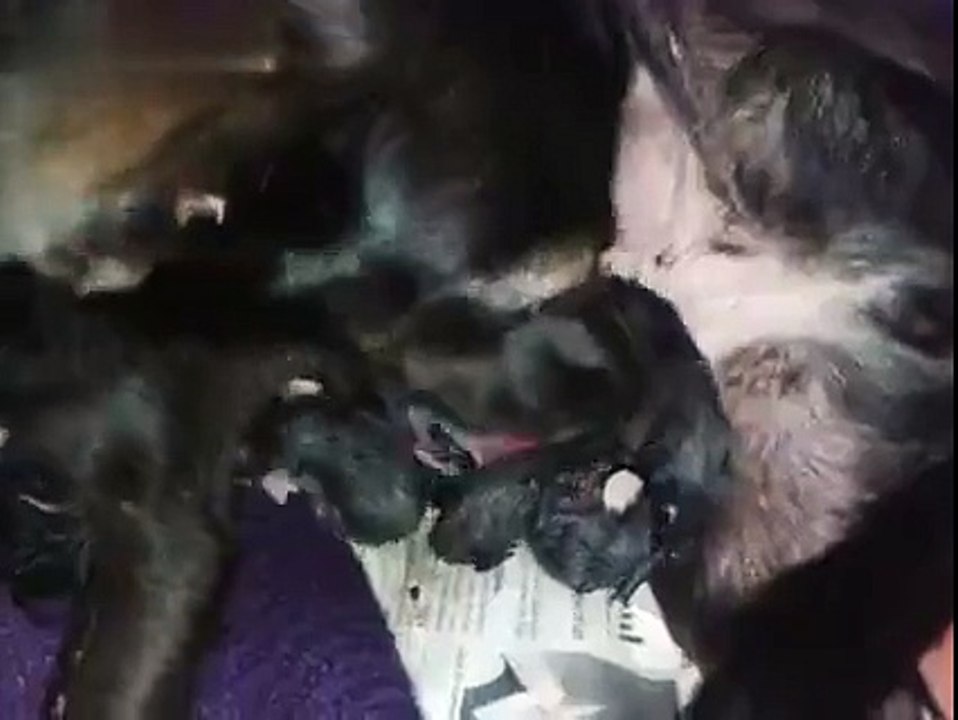 Dog adopts opossum babies