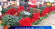 Valentine's Day, red roses demand increased