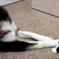 Sassy cat slaps dog Sassy cats be like VINE