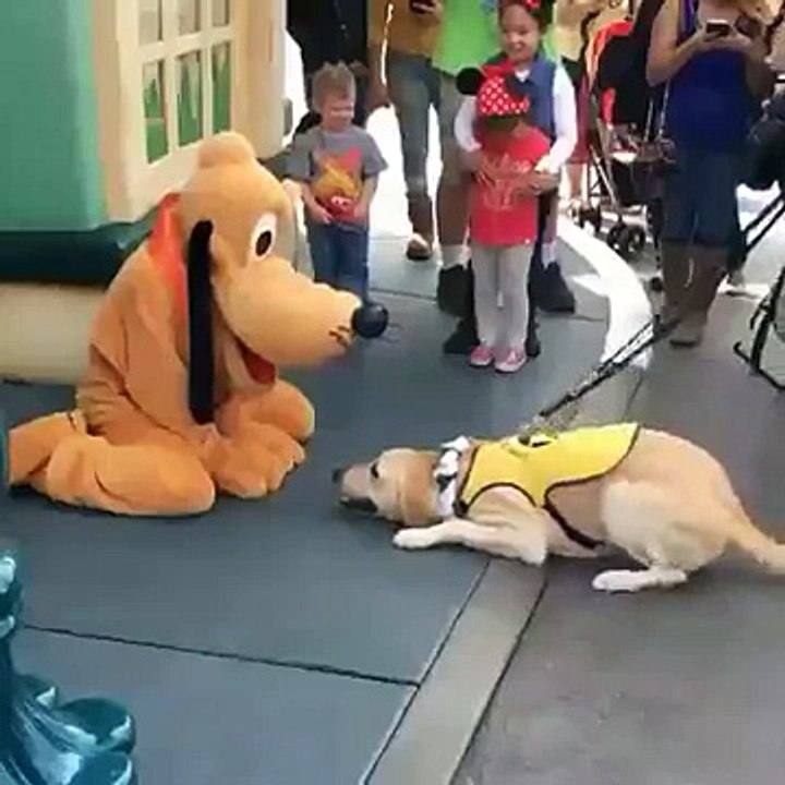 So Cute!!! Service Dog in training gets to meet his favorite character Pluto!