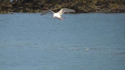 Sortie ornitho Baie de Saint Brieuc - janvier 2016