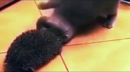 Как кот реагирует на ёжика, ржака дня))