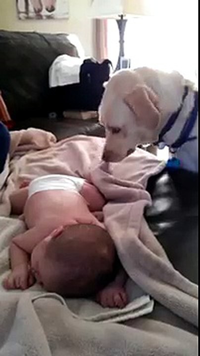 Une chienne couvre un bébé endormi avec une couverture