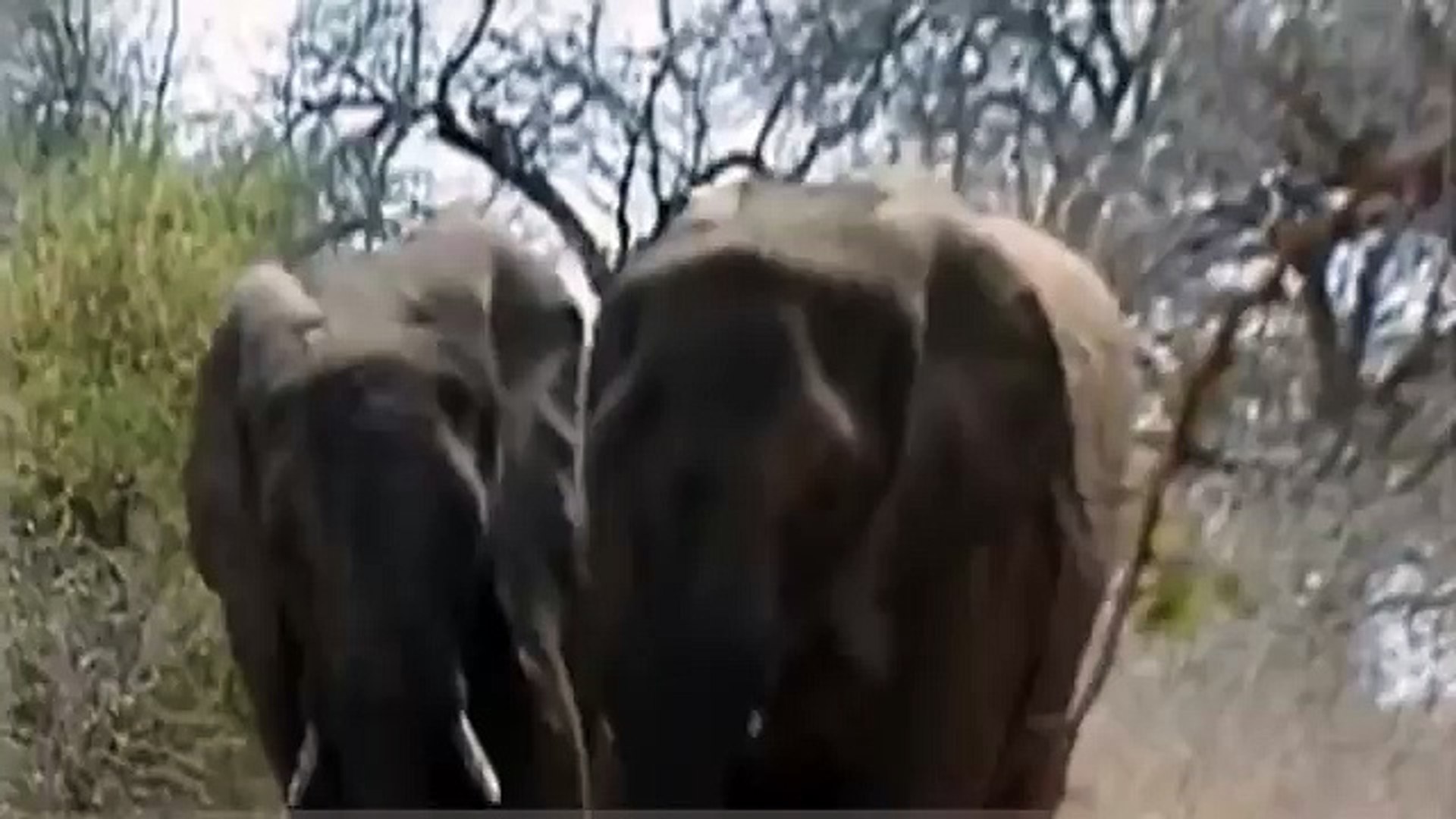 ⁣Animal Video ELEPHANT MATING WITH RHINO? WHY?!? {Full Animal Planet Documentary}