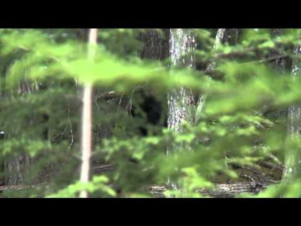 Predator Nation - Calling All Bears
