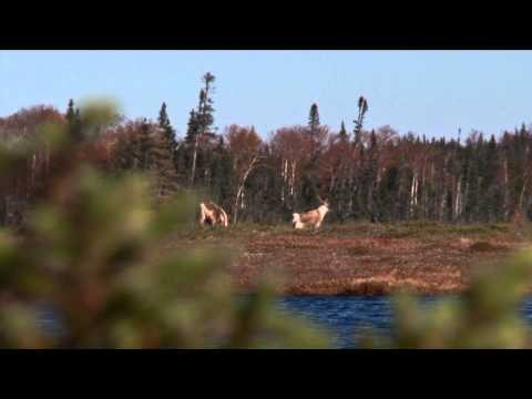 The Canadian Tradition - A Woodland Dream