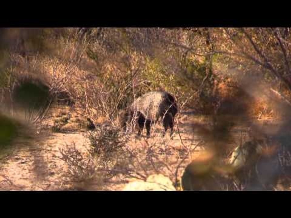 Jason Peterson's Into the Wild - South Texas Javelina
