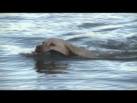 G3 Sportsman - Big Water Ducks