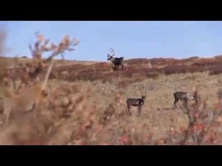 Outdoor Quest TV - BC Mountain Caribou