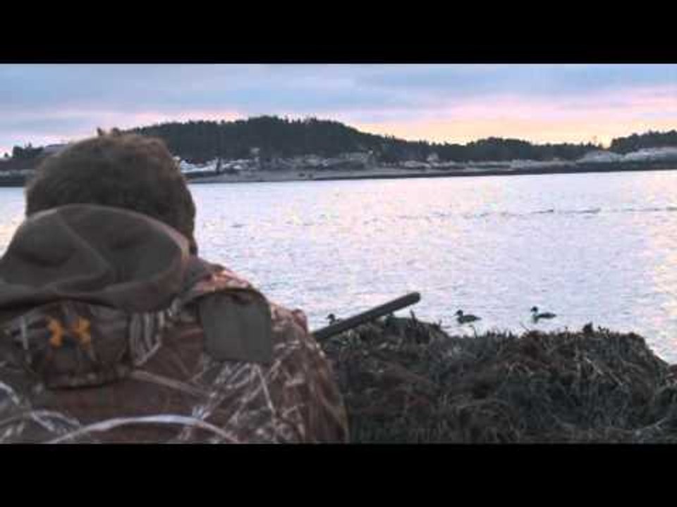 The Canadian Tradition - Atlantic Eiders