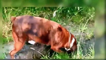 Funny Dog Videos - Funny Dog Videos Try Not To Laugh